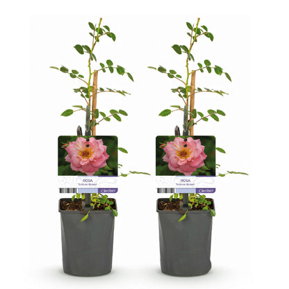 Rosier grimpant 'Rosa Salmon Queen', 2 plants en pot avec des fleurs rose clair, sur fond blanc uni.