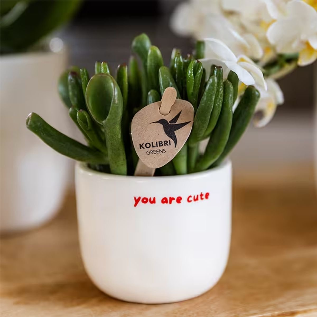 Cache-pot céramique « You Are Cute » - le compliment à offrir - mise en scène avec une plante