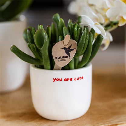 Cache-pot céramique « You Are Cute » - le compliment à offrir - mise en scène avec une plante