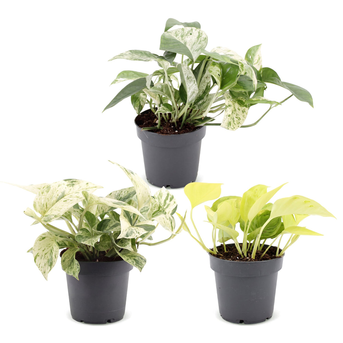 Bébés pothos en pot de 6 cm, sans cache-pot
