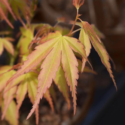Acer palmatum Katsura : Gros plan sur les feuilles orange vif avec des touches de vert, montrant les détails délicats de leurs lobes.