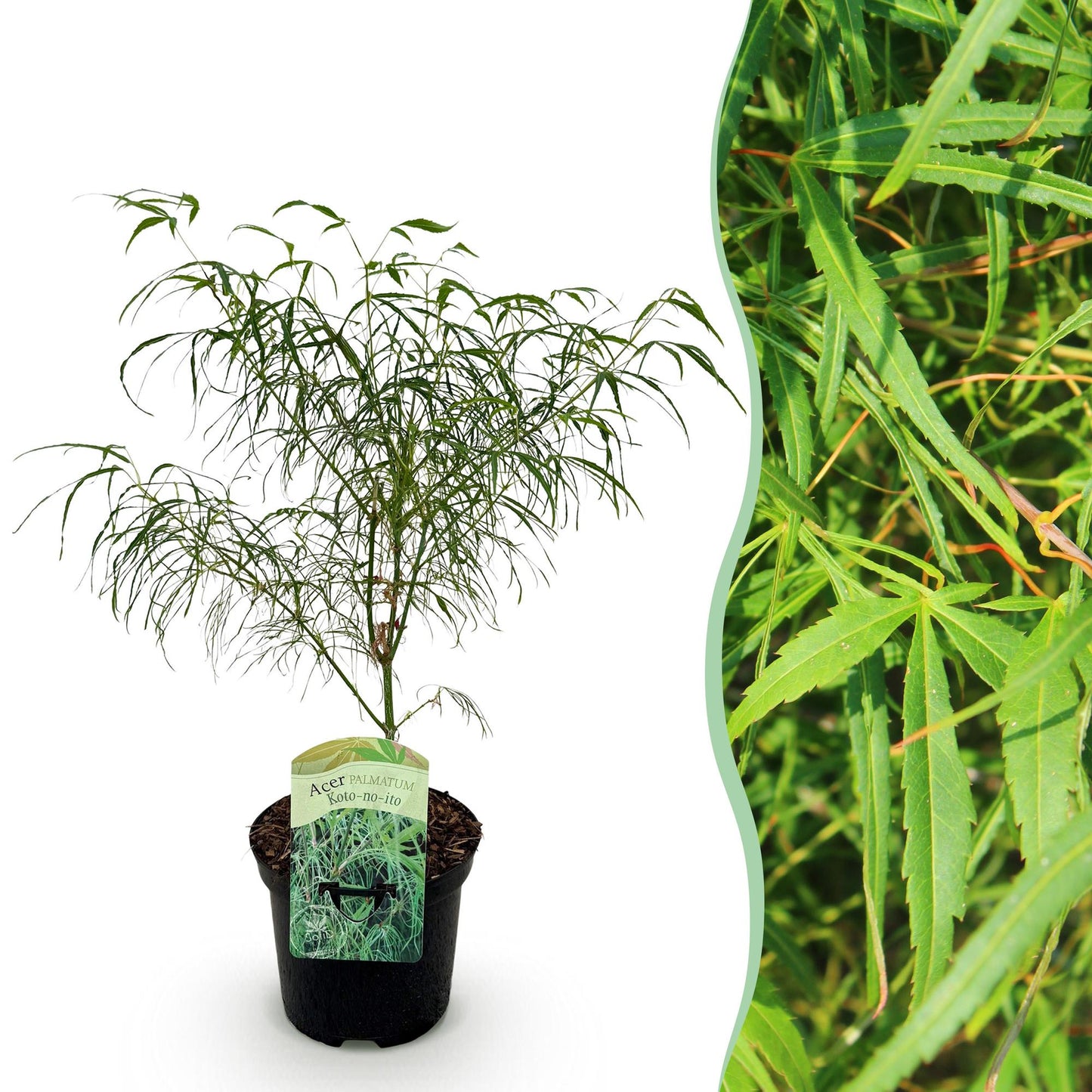 Érable japonais Acer palmatum Koto-no-ito en pot sur fond blanc, avec un aperçu de son feuillage fin et découpé sur le côté droit.