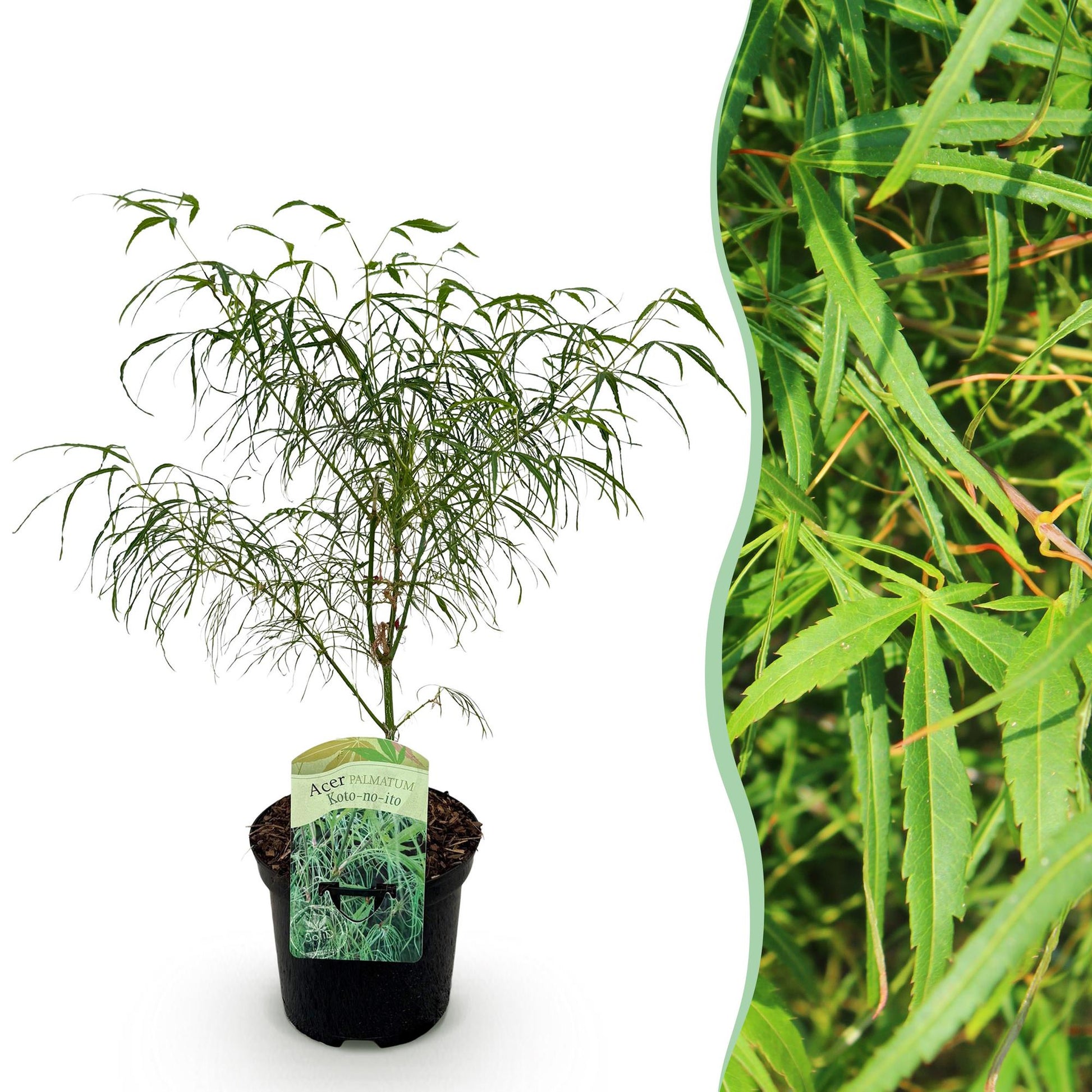 Érable japonais Acer palmatum Koto-no-ito en pot sur fond blanc, avec un aperçu de son feuillage fin et découpé sur le côté droit.