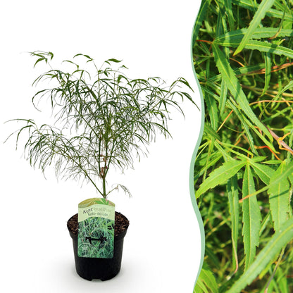 Érable japonais Acer palmatum Koto-no-ito en pot sur fond blanc, avec un aperçu de son feuillage fin et découpé sur le côté droit.