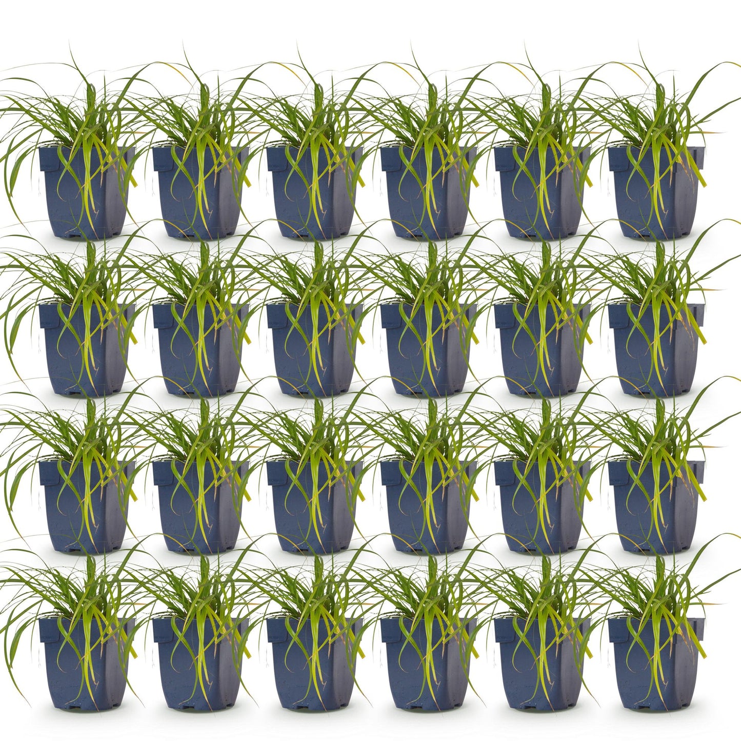 Carex oshimensis Evergreen. Lot de plusieurs pots de Laîche du Japon aux feuilles fines et persistantes, idéales pour apporter de la texture