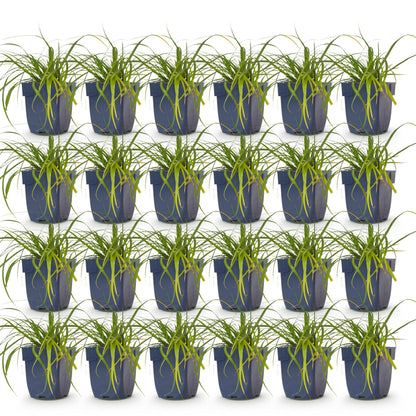 Carex oshimensis Evergreen. Lot de plusieurs pots de Laîche du Japon aux feuilles fines et persistantes, idéales pour apporter de la texture