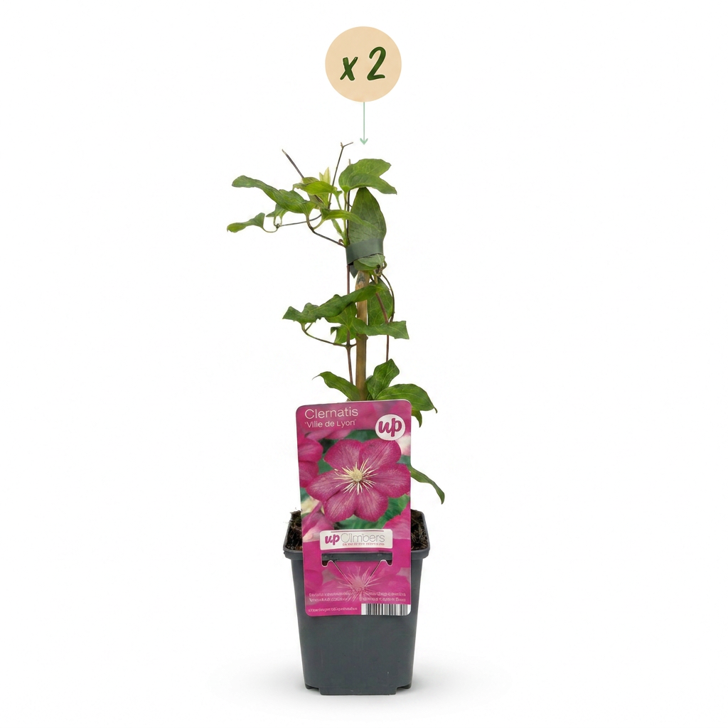 Clématite 'Ville de Lyon' - lot de 2 plants, pot Ø9 cm
