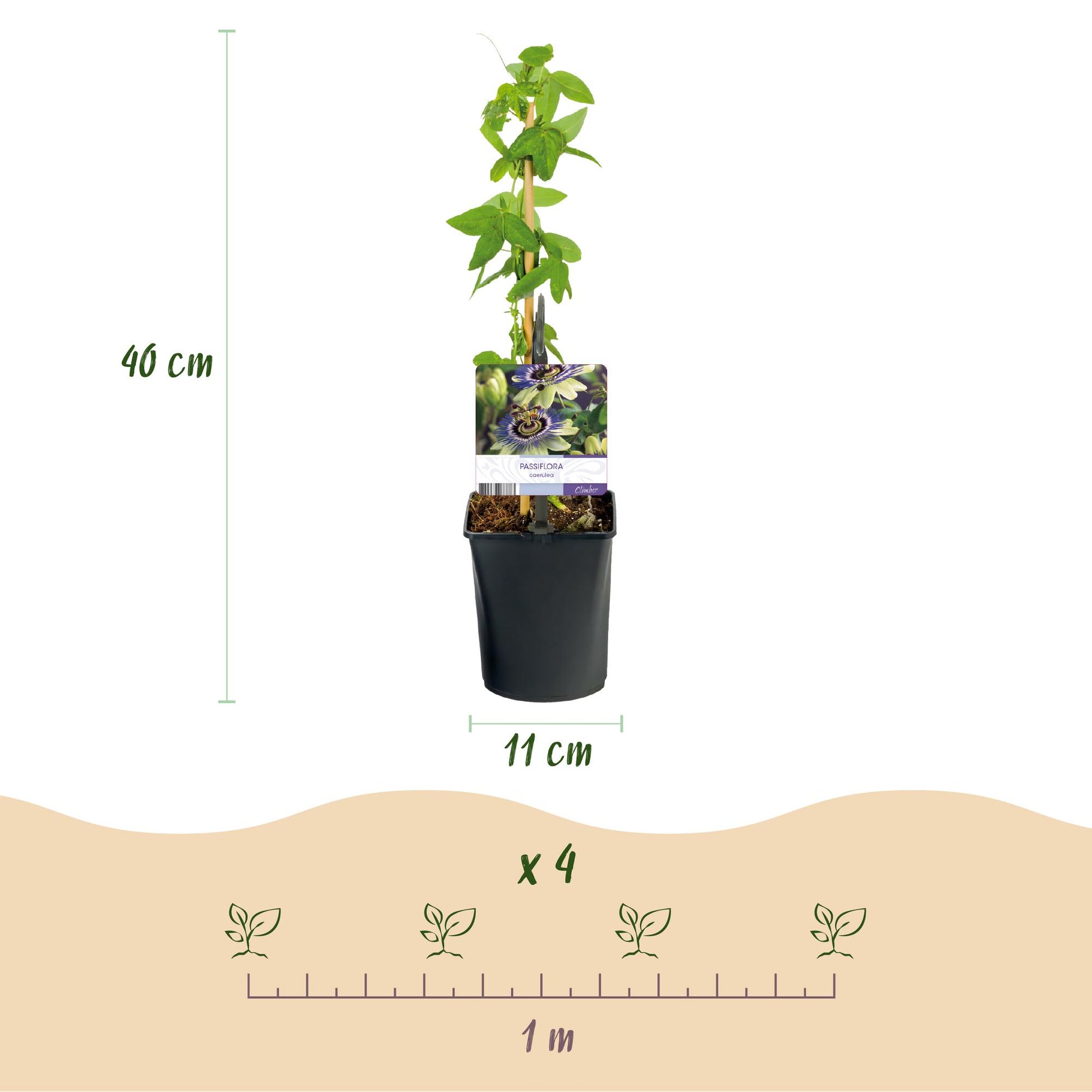 Passiflora caerulea : Dimensions d'une plante (40 cm hauteur, pot 11 cm) et espacement de plantation pour 4 plants sur 1 mètre linéaire.