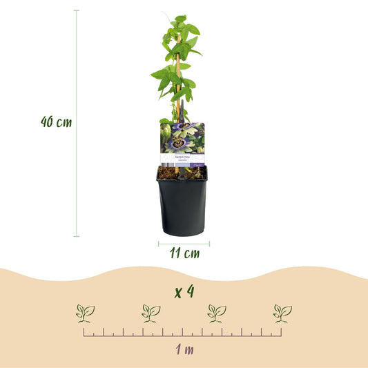 Passiflora caerulea : Dimensions d'une plante (40 cm hauteur, pot 11 cm) et espacement de plantation pour 4 plants sur 1 mètre linéaire.