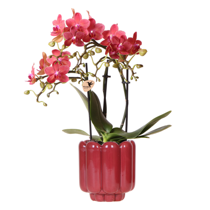Orchidée Phalaenopsis rouge avec cache-pot Rétro rouge