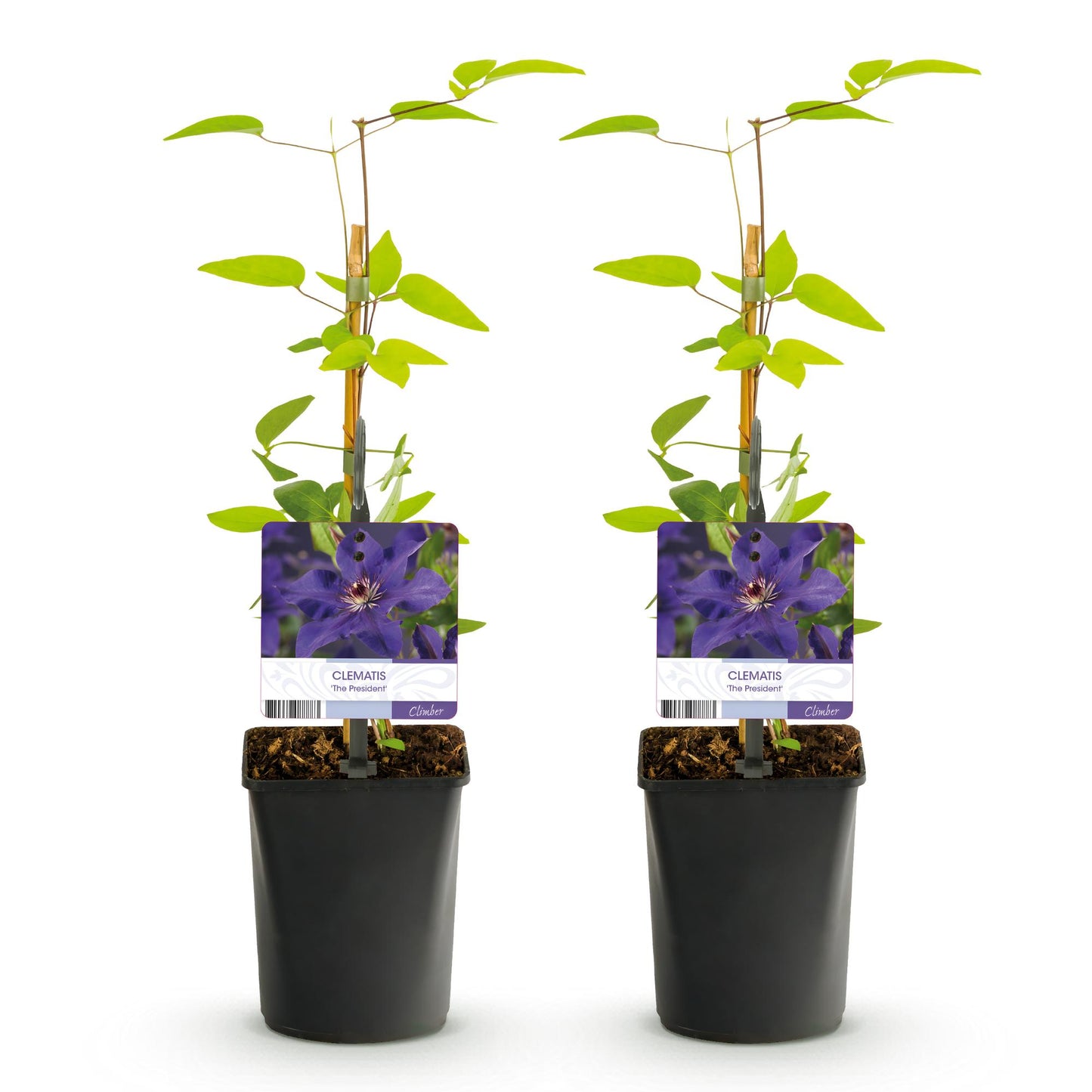Clématite 'The President', plante grimpante à fleurs roses, présentée en lot de 2 plants en pot de 11cm, hauteur 40cm.