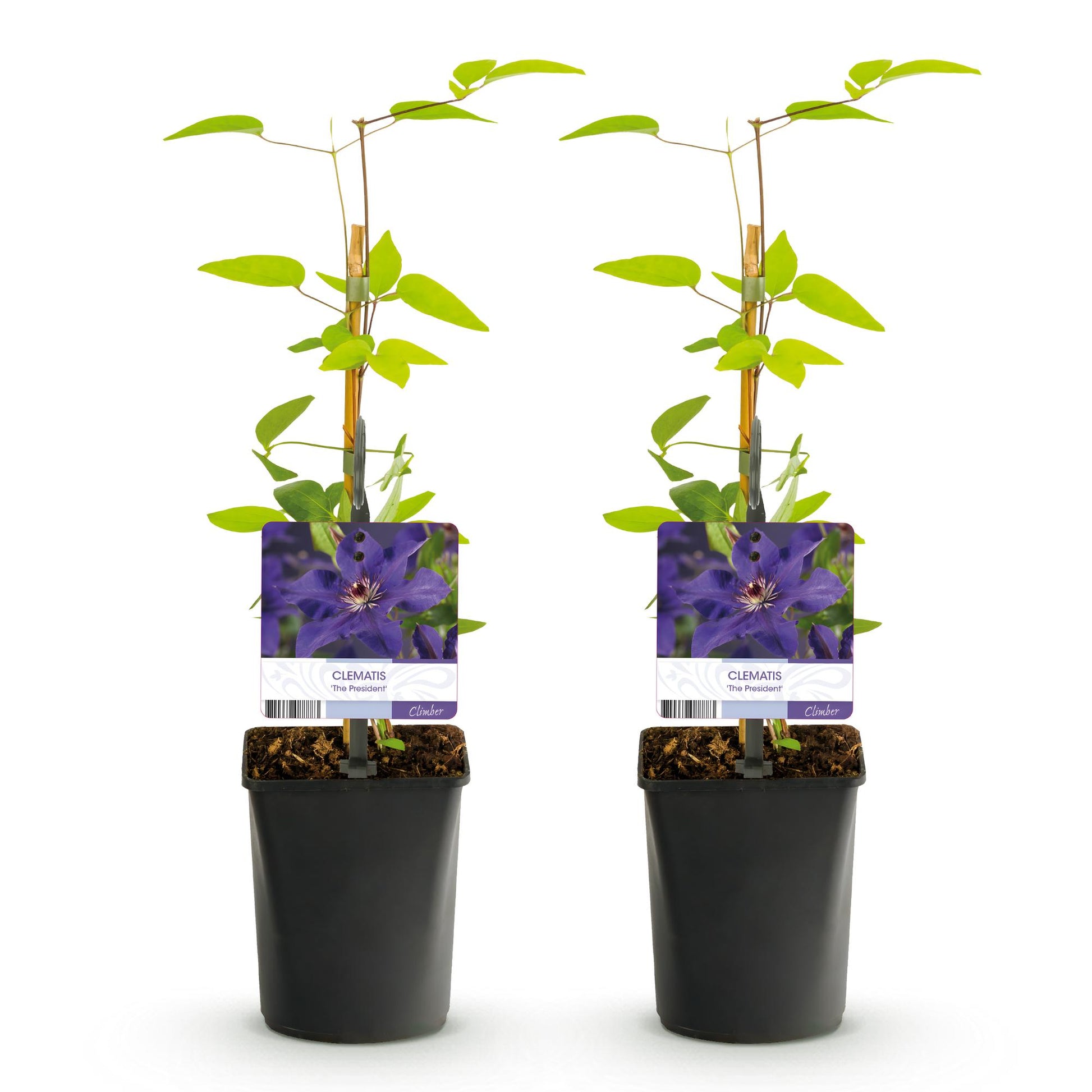 Clématite 'The President', plante grimpante à fleurs roses, présentée en lot de 2 plants en pot de 11cm, hauteur 40cm.