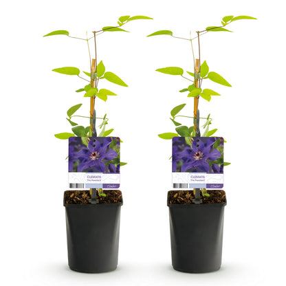 Clématite 'The President', plante grimpante à fleurs roses, présentée en lot de 2 plants en pot de 11cm, hauteur 40cm.