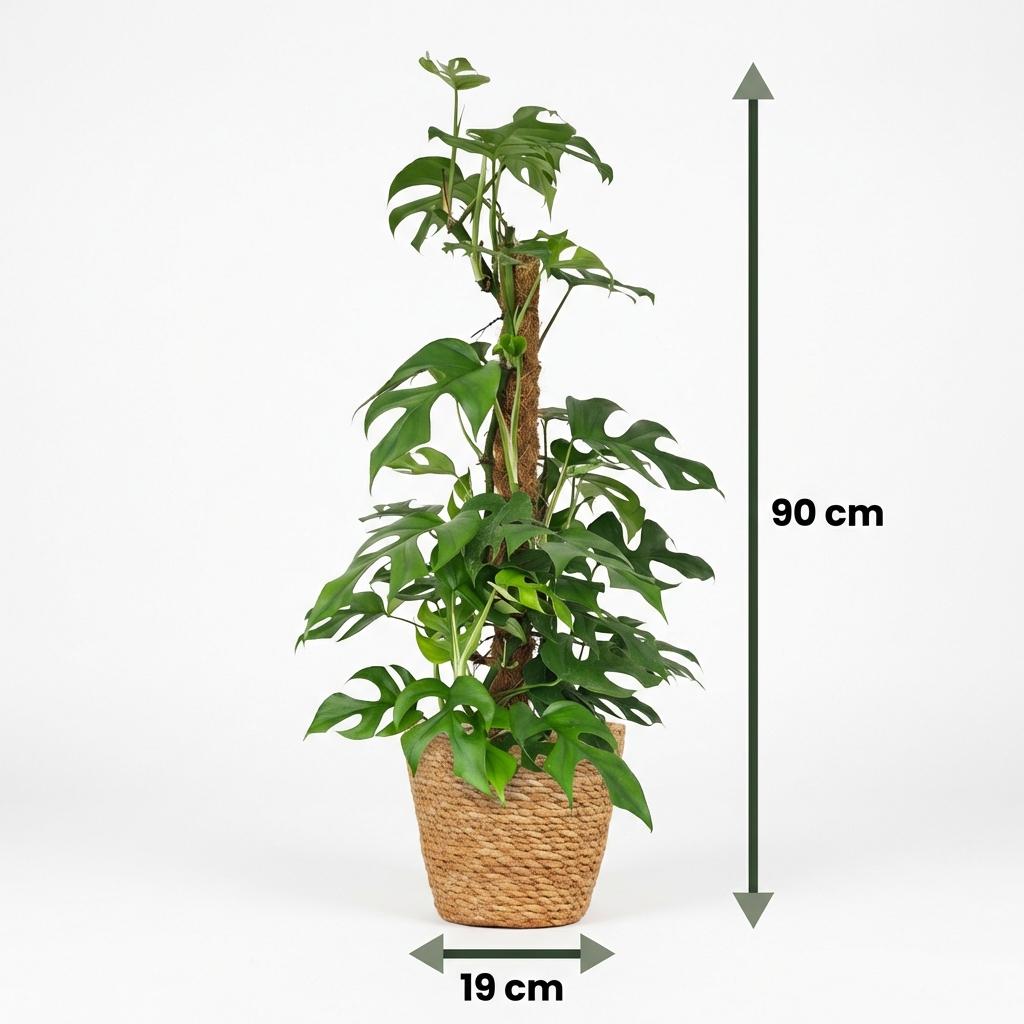 Plante d'intérieur - Mini Monstera - Monstera Minima sur Tuteur Mousse - Vert - Entretien facile - 1 Plante - avec Panier - Pot 19cm - Hauteur 90cm