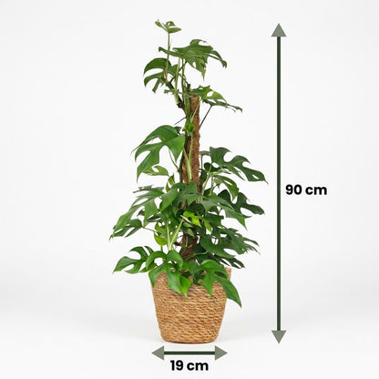 Plante d'intérieur - Mini Monstera - Monstera Minima sur Tuteur Mousse - Vert - Entretien facile - 1 Plante - avec Panier - Pot 19cm - Hauteur 90cm