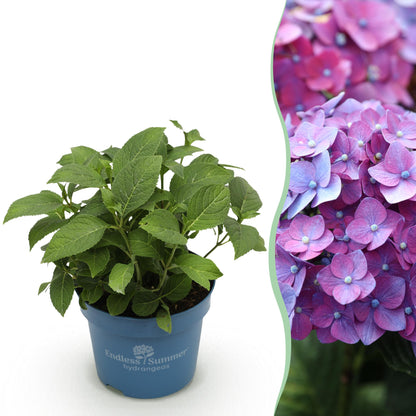 Hortensia 'Summer Love Purple' en pot de 14 cm et détail du feuillage et des fleurs