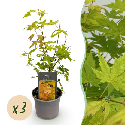 Acer palmatum Orange Dream : plant en pot sur fond blanc avec une étiquette, la mention « x3 » et un gros plan du feuillage vert vif.
