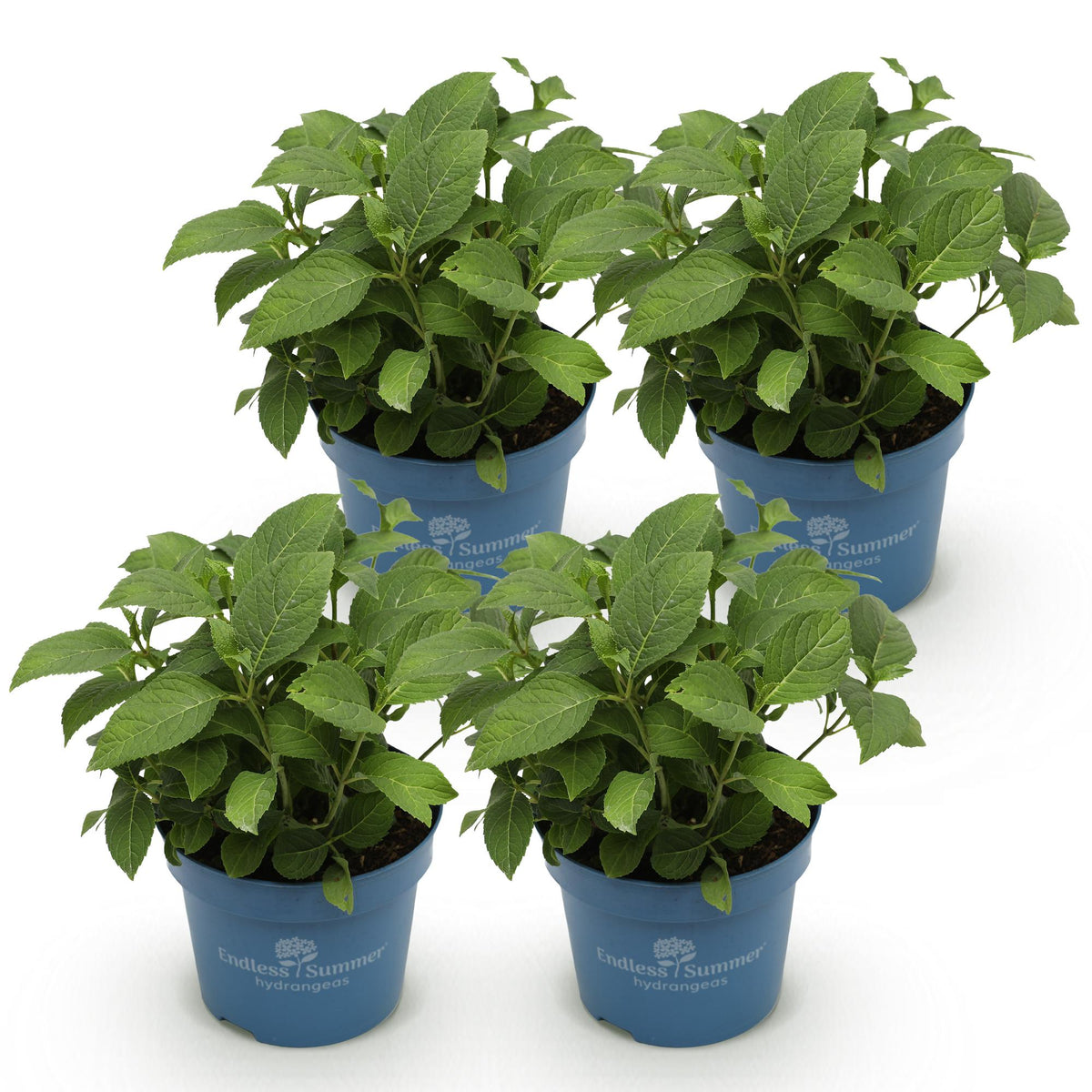 Hortensia 'The Bride' - lot de 4 plants en pot de 14 cm
