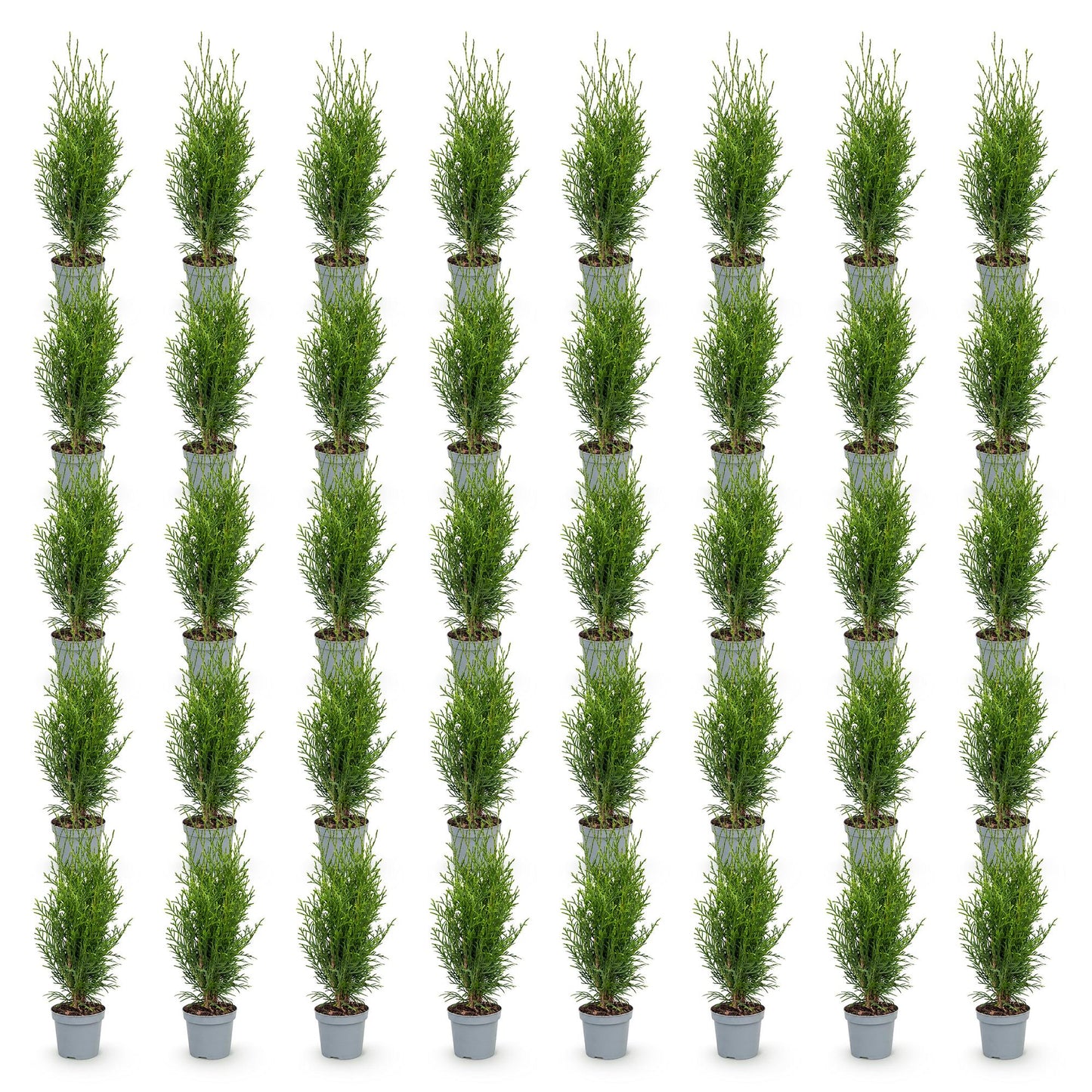 Thuja occidentalis Smaragd en pots, plusieurs plants alignés sur fond blanc, prêts à être plantés en haie.