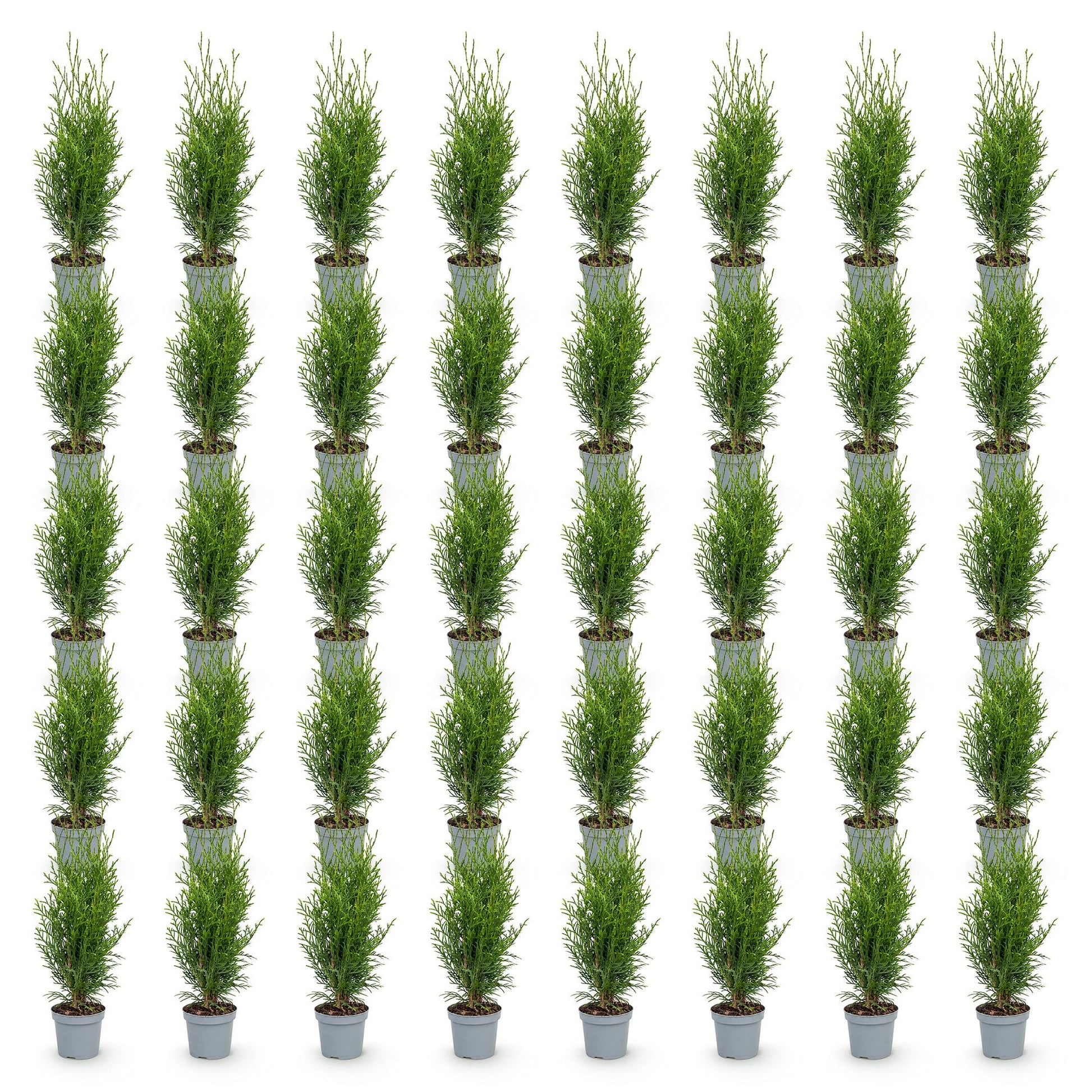 Thuja occidentalis Smaragd en pots, plusieurs plants alignés sur fond blanc, prêts à être plantés en haie.