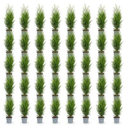 Thuja occidentalis Smaragd en pots, plusieurs plants alignés sur fond blanc, prêts à être plantés en haie.