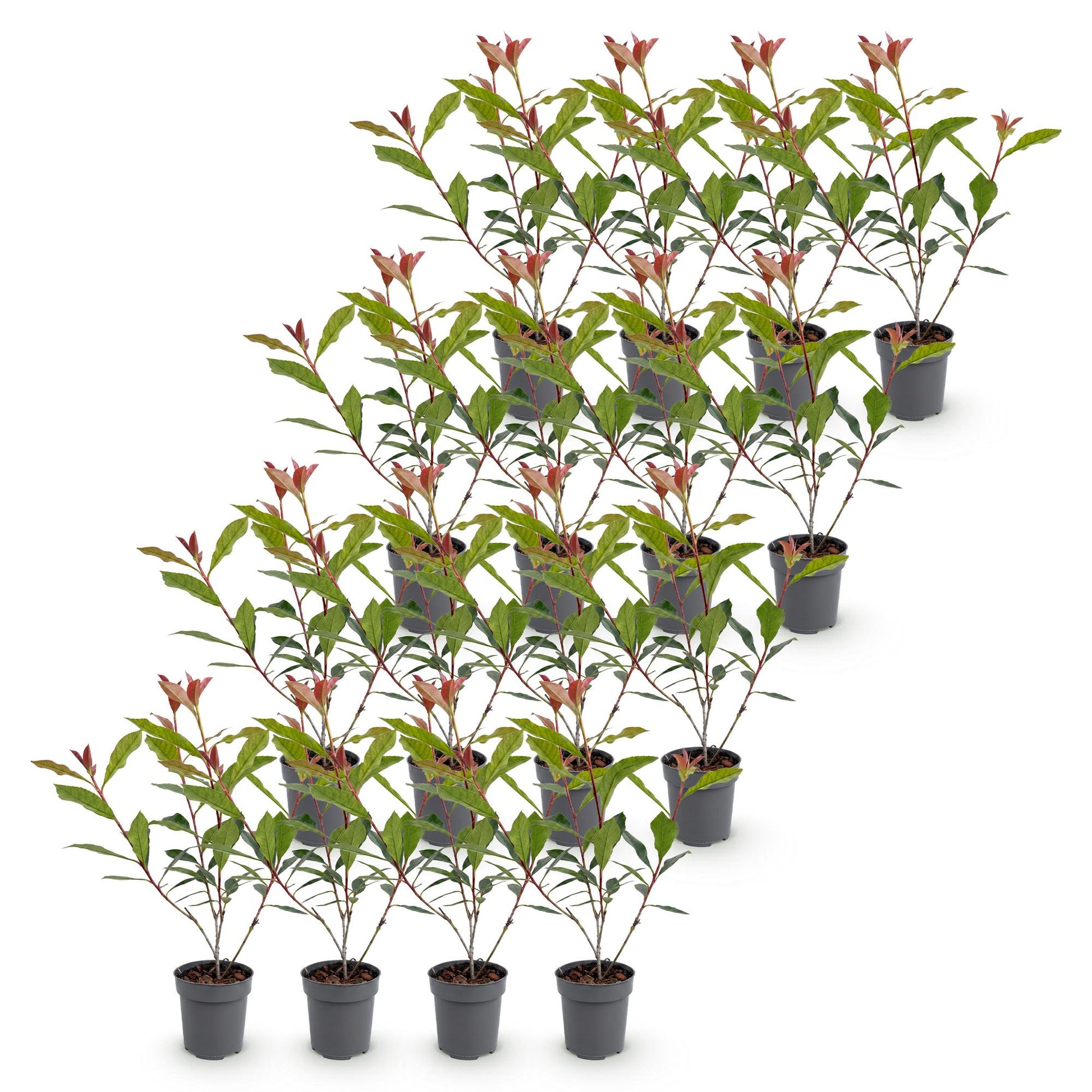Photinia fraseri Carre Rouge en pots de 9cm, 25-35cm, lot de plusieurs plants alignés sur un fond blanc uni.