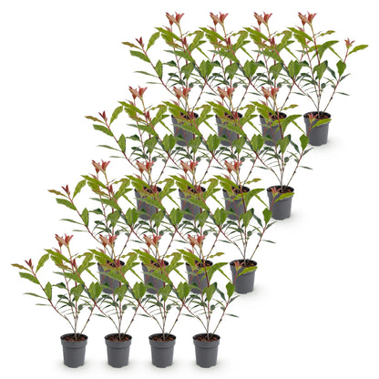 Photinia fraseri Carre Rouge en pots de 9cm, 25-35cm, lot de plusieurs plants alignés sur un fond blanc uni.