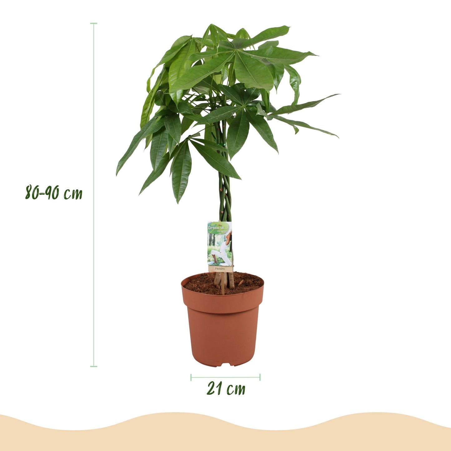 Plantes d'intérieur - Pachira Aquatica tige tressée - Arbre à argent - Peu d'entretien - Vert - 1 Plante - Pot 21cm - Hauteur 80-90cm