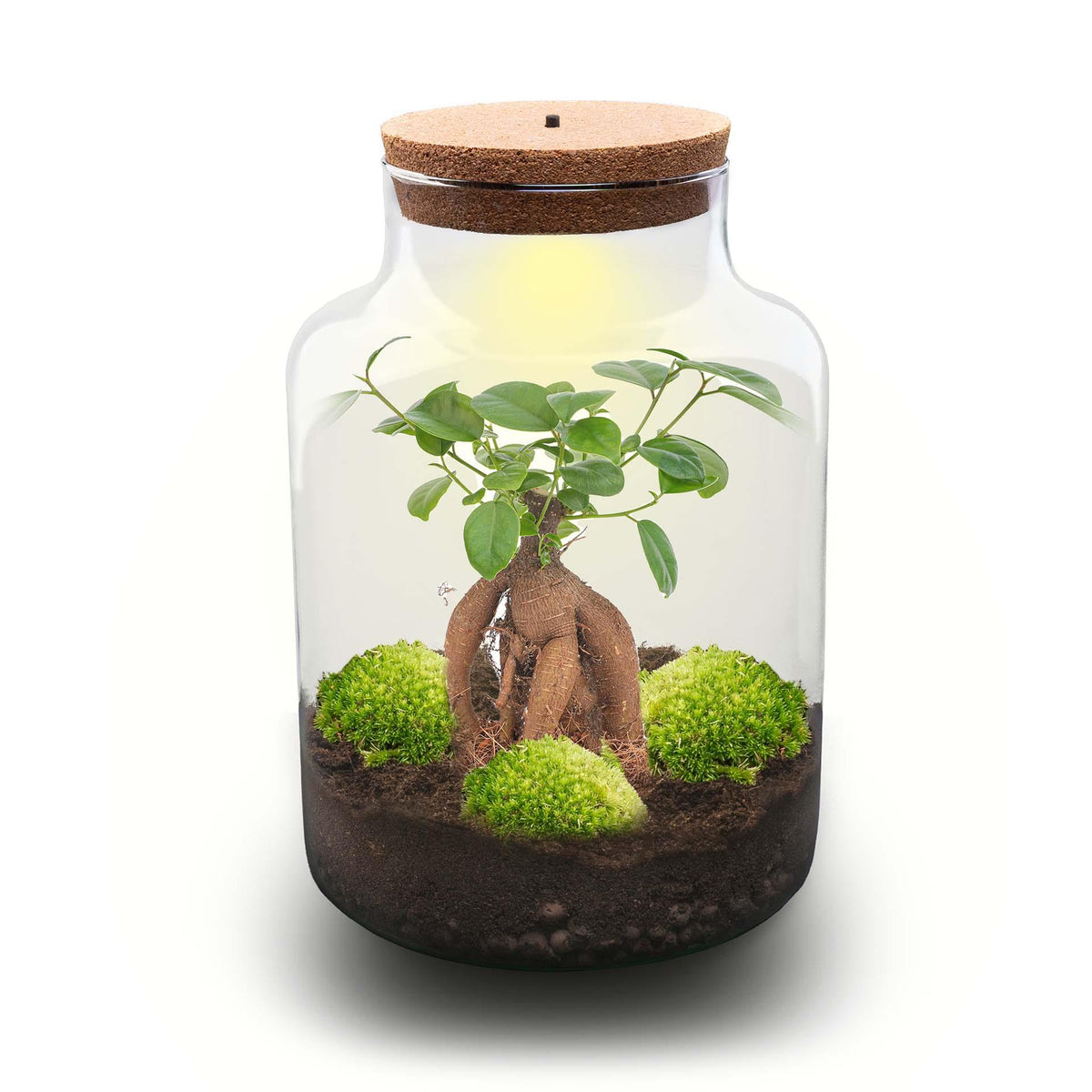 Kit terrarium lumineux bonsaï Ficus Ginseng en bouteille à lait, Ø 21 cm hauteur 30 cm, avec ou sans outils