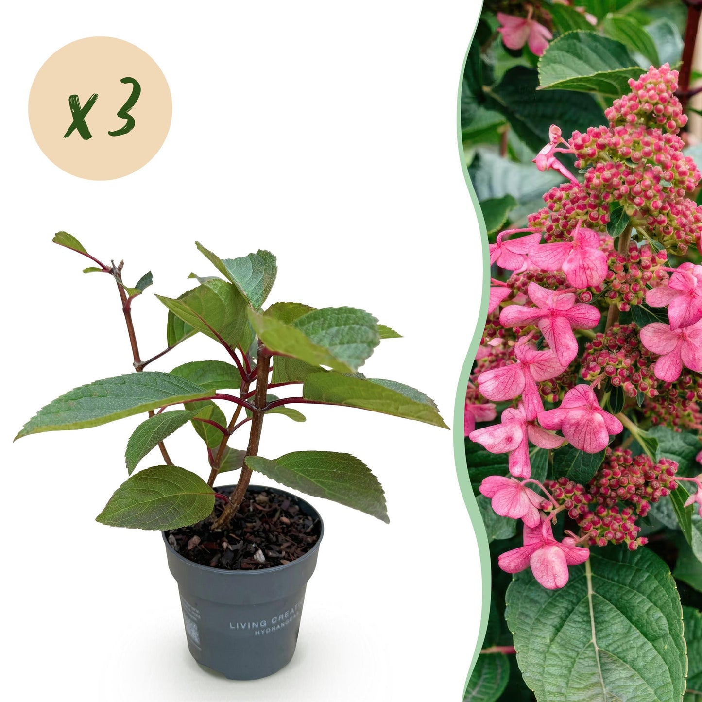 Hydrangea paniculata Living Infinity. Jeune plant en pot de Living Creations à côté d'une photo de ses fleurs roses avec un badge 'x3'.