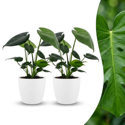 Deux jeunes Monstera Deliciosa avec de petites feuilles vertes, placées dans des cache-pots blancs épurés