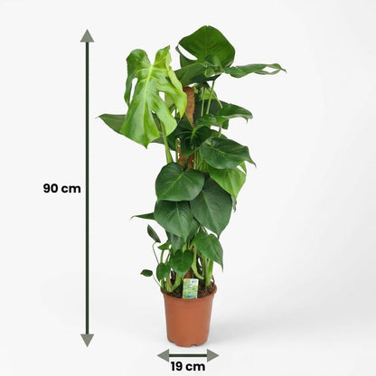 Plante d'intérieur - Monstera Deliciosa sur tuteur - Vert - Entretien facile - 1 Plante - Pot 19cm - Hauteur 90cm