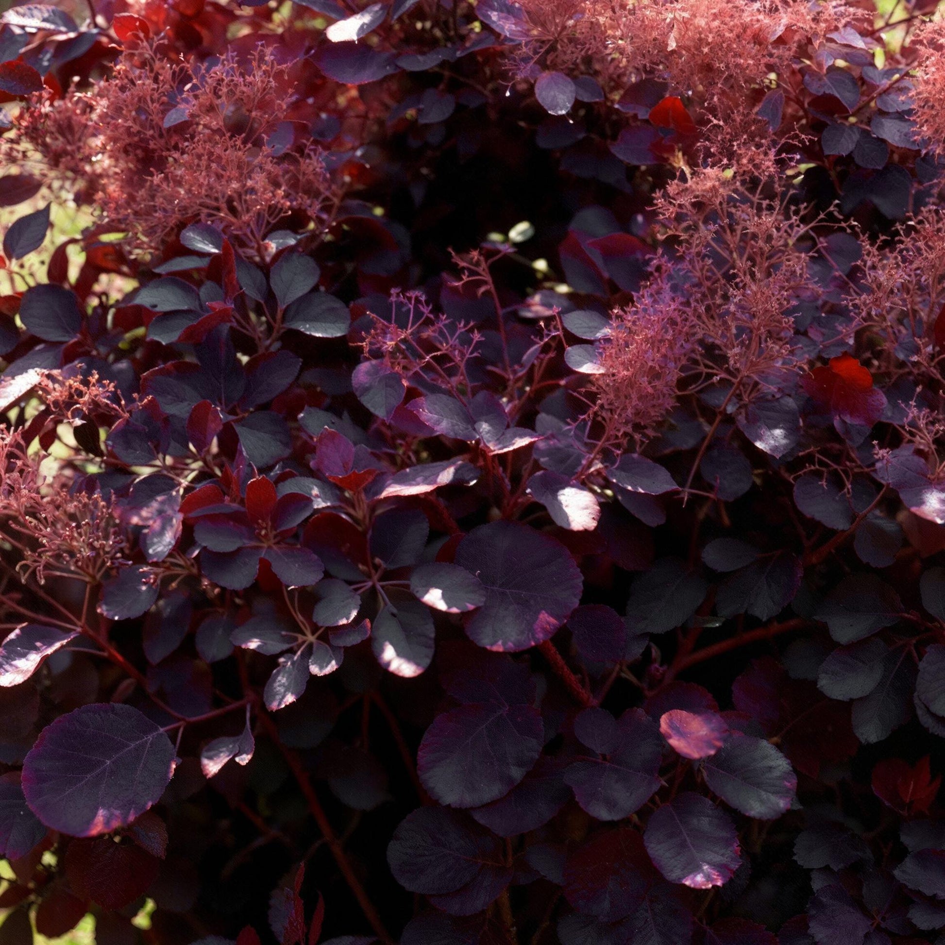 Cotinus coggyria Royal Purple. Gros plan du feuillage pourpre et des panicules florales rosées vaporeuses de cet arbuste ornemental.