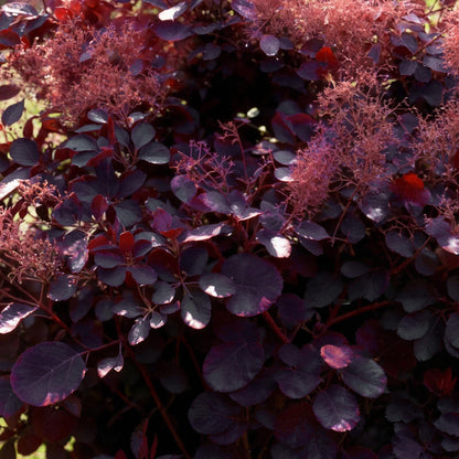Cotinus coggyria Royal Purple. Gros plan du feuillage pourpre et des panicules florales rosées vaporeuses de cet arbuste ornemental.