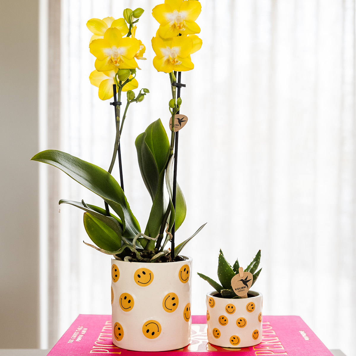 Orchidée Phalaenopsis jaune en pot