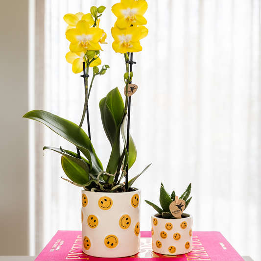 Orchidée Phalaenopsis jaune en pot
