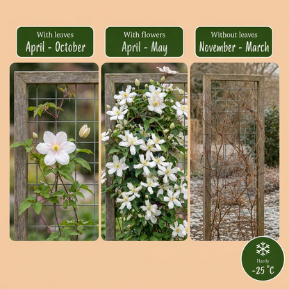 Clématite de montagne de Wilson (Clematis montana) - grimpante parfumée