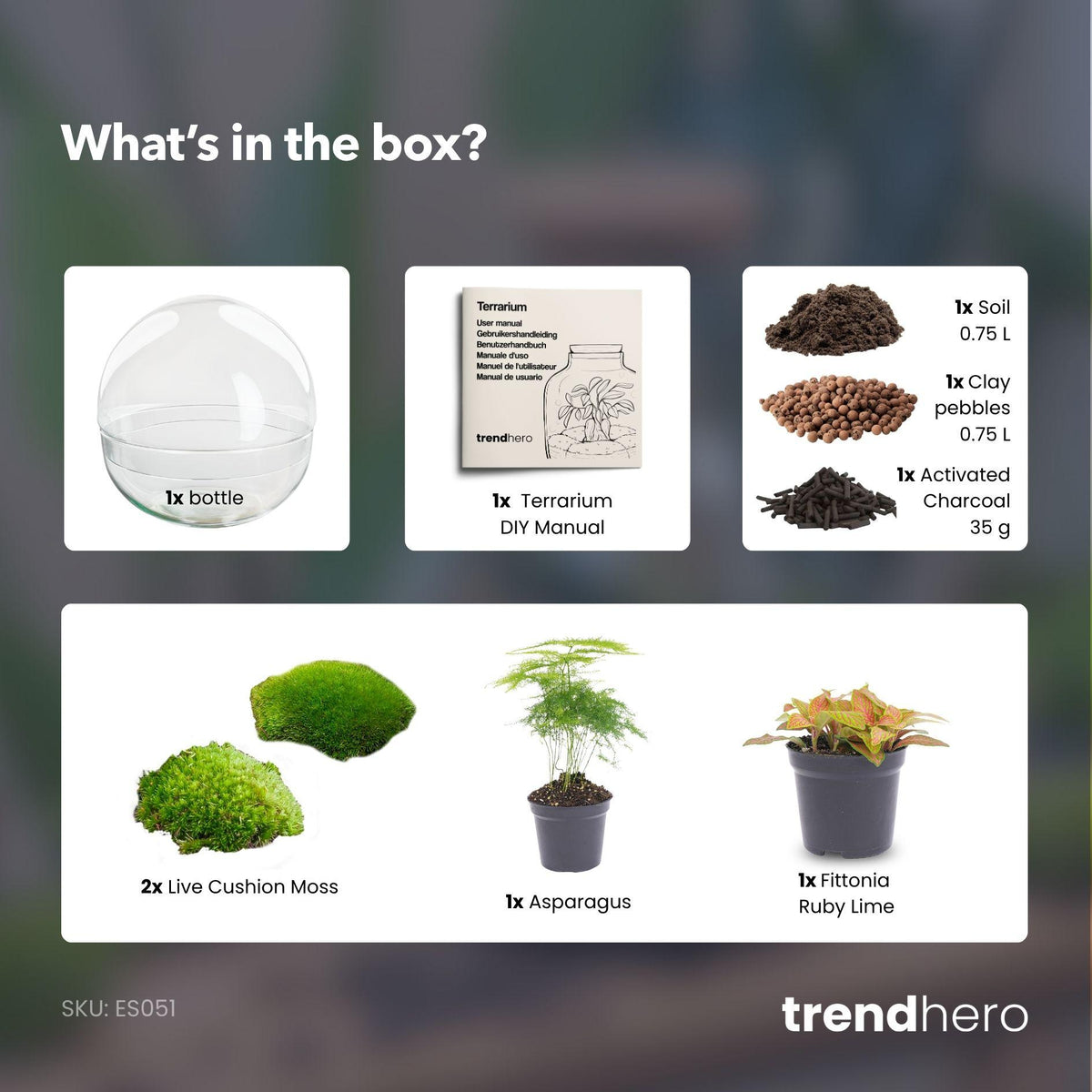 Kit terrarium sphère en verre Ø 20 cm avec Fittonia et Asparagus, avec ou sans outils