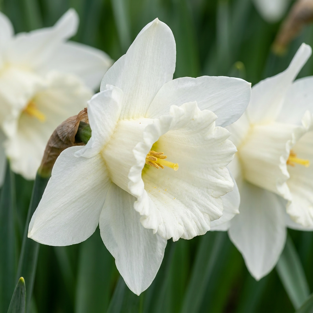 Narcisse blanc 'Mount Hood' épanoui, avec une longue couronne et des pétales immaculés, au milieu de ses feuilles vertes.