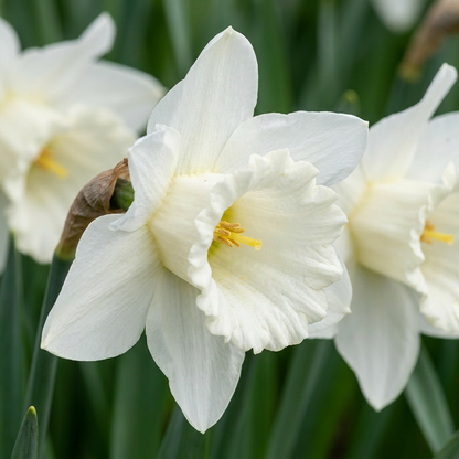 Narcisse blanc 'Mount Hood' épanoui, avec une longue couronne et des pétales immaculés, au milieu de ses feuilles vertes.