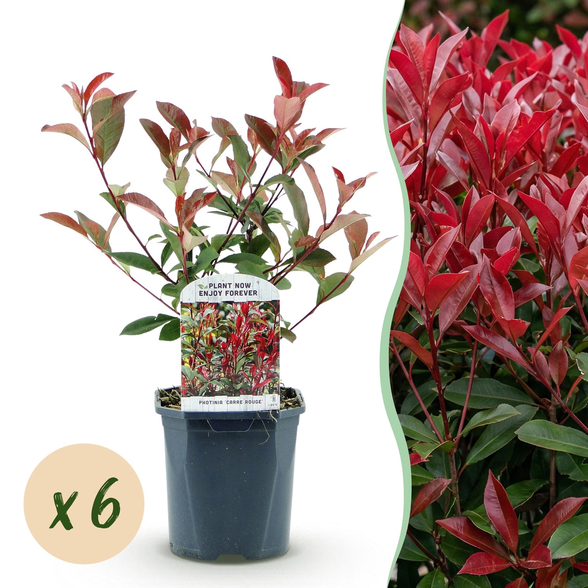 Photinia fraseri Carre Rouge en pot, avec pastille 'x6', à côté d'une haie luxuriante de la même variété aux feuilles rouges.