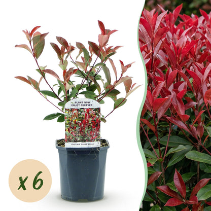 Photinia fraseri Carre Rouge en pot, avec pastille 'x6', à côté d'une haie luxuriante de la même variété aux feuilles rouges.