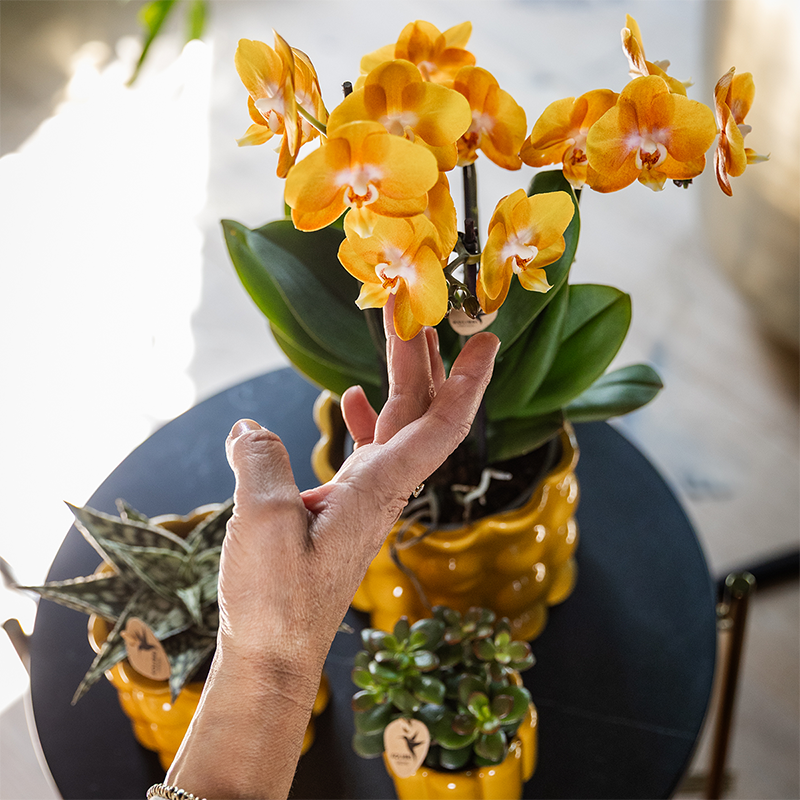 Orchidée Phalaenopsis 'Las Vegas' orange et jaune + cache-pot rétro ocre - Pot 12 cm