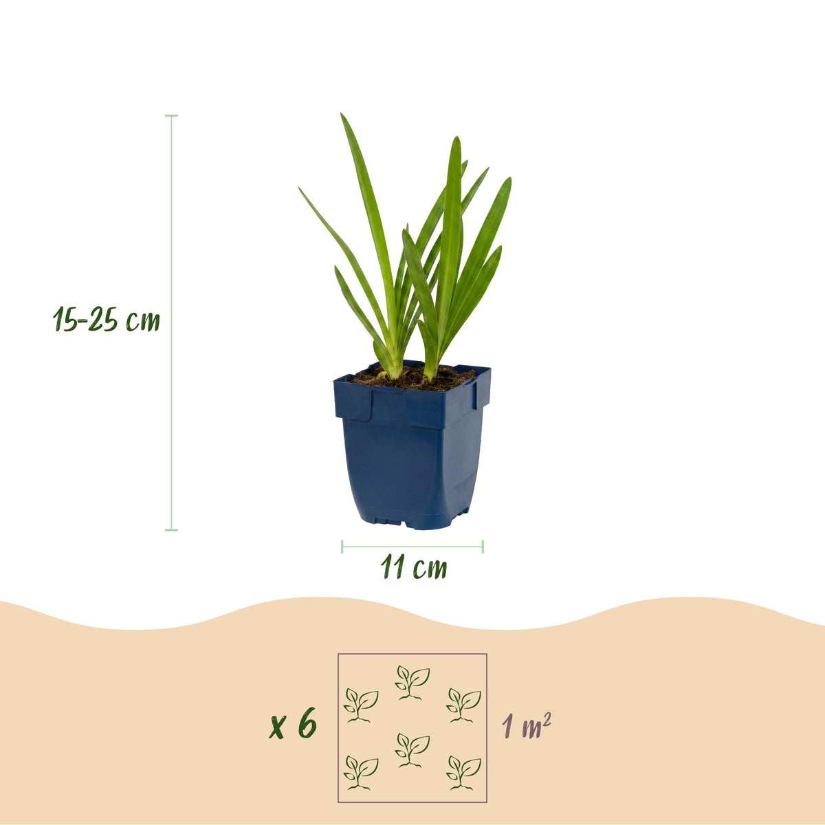 Dimensions Agapanthes bleues et blanches en pot de 11 cm