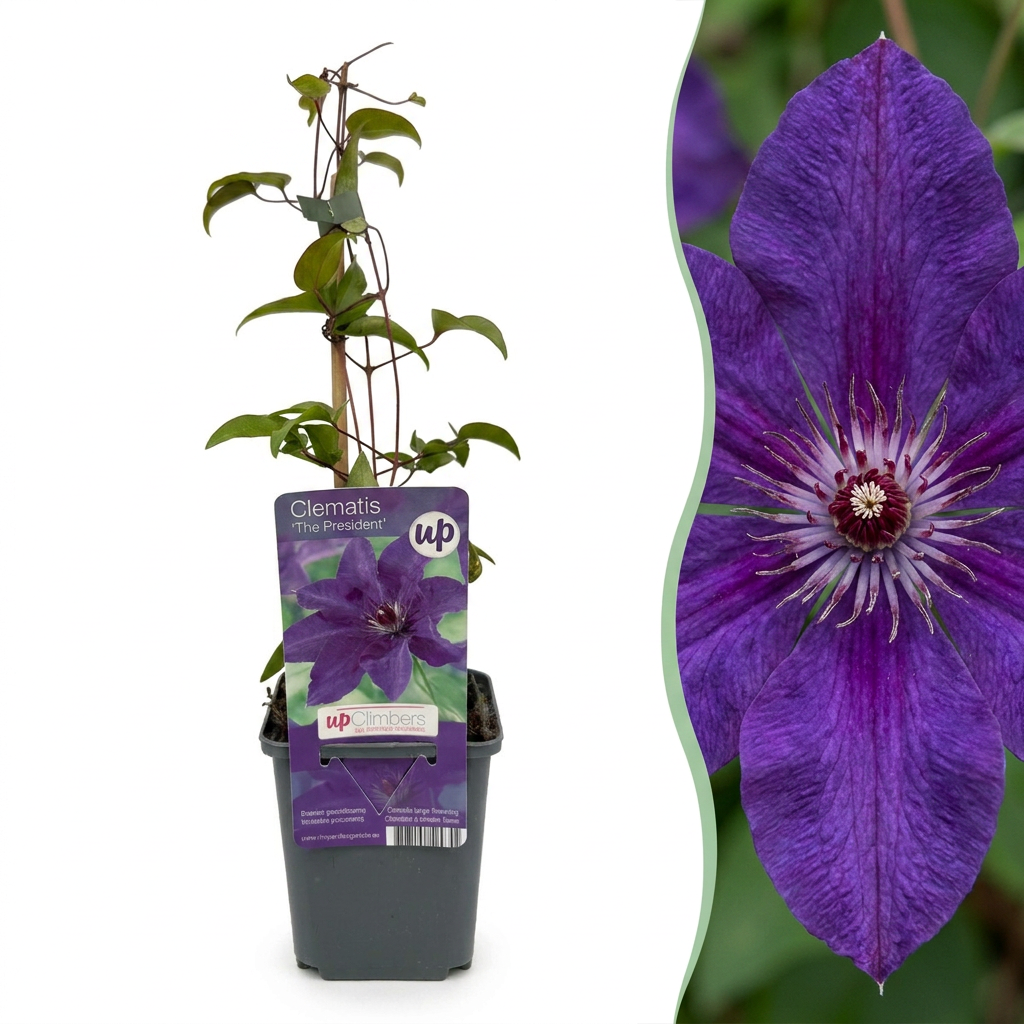 Clématite 'The President' (Clematis) - grimpante à grandes fleurs violet-bleu