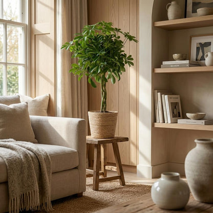 Schefflera Arabe Nora avec Panier Zeegras naturel - 70cm - Ø21