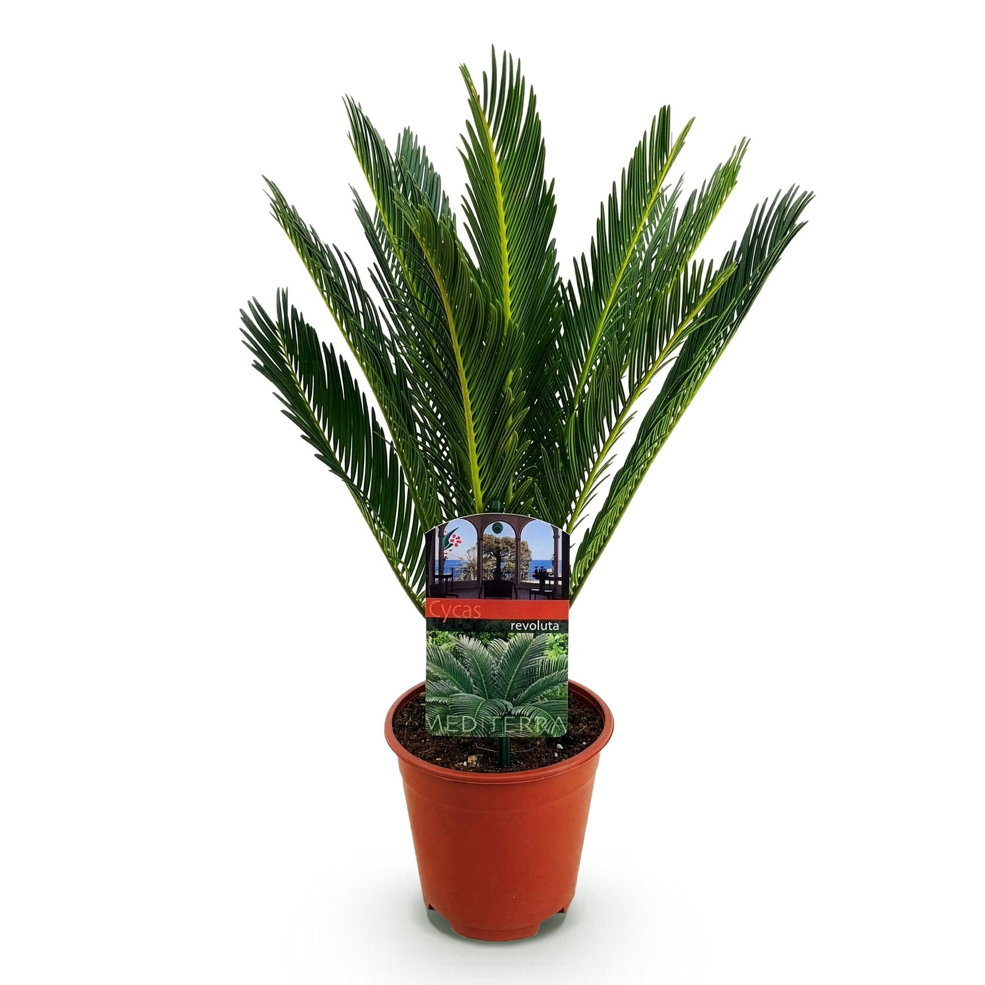 Cycas revoluta, un magnifique palmier avec son feuillage vert luxuriant dans un pot de 15cm, sur fond blanc