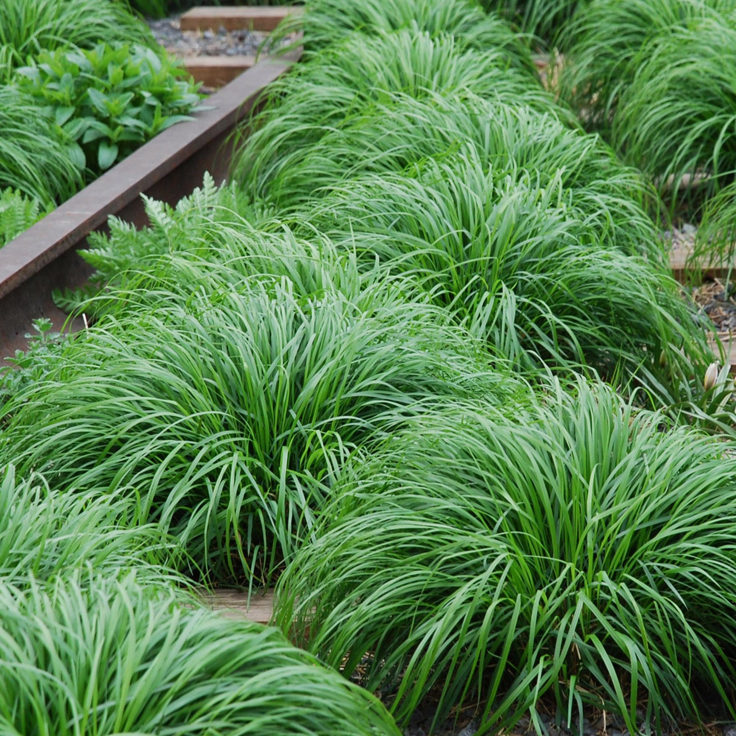 Carex oshimensis Intense Green : plusieurs touffes de graminées ornementales denses au feuillage vert intense, plantées en pleine terre.