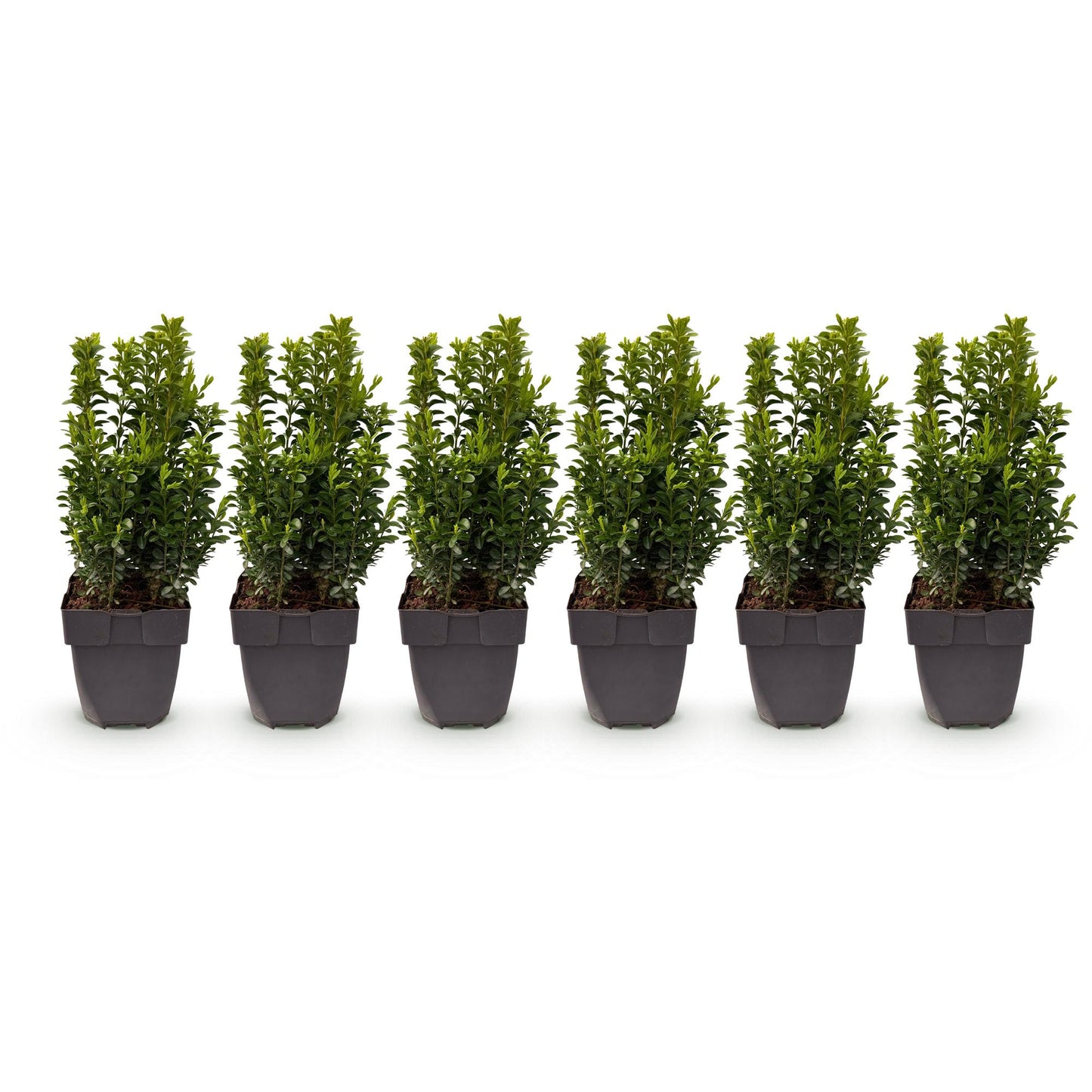 Buxus sempervirens : lot de 6 plantes en pot de 17 cm, hauteur 45 cm, sur fond blanc uni.