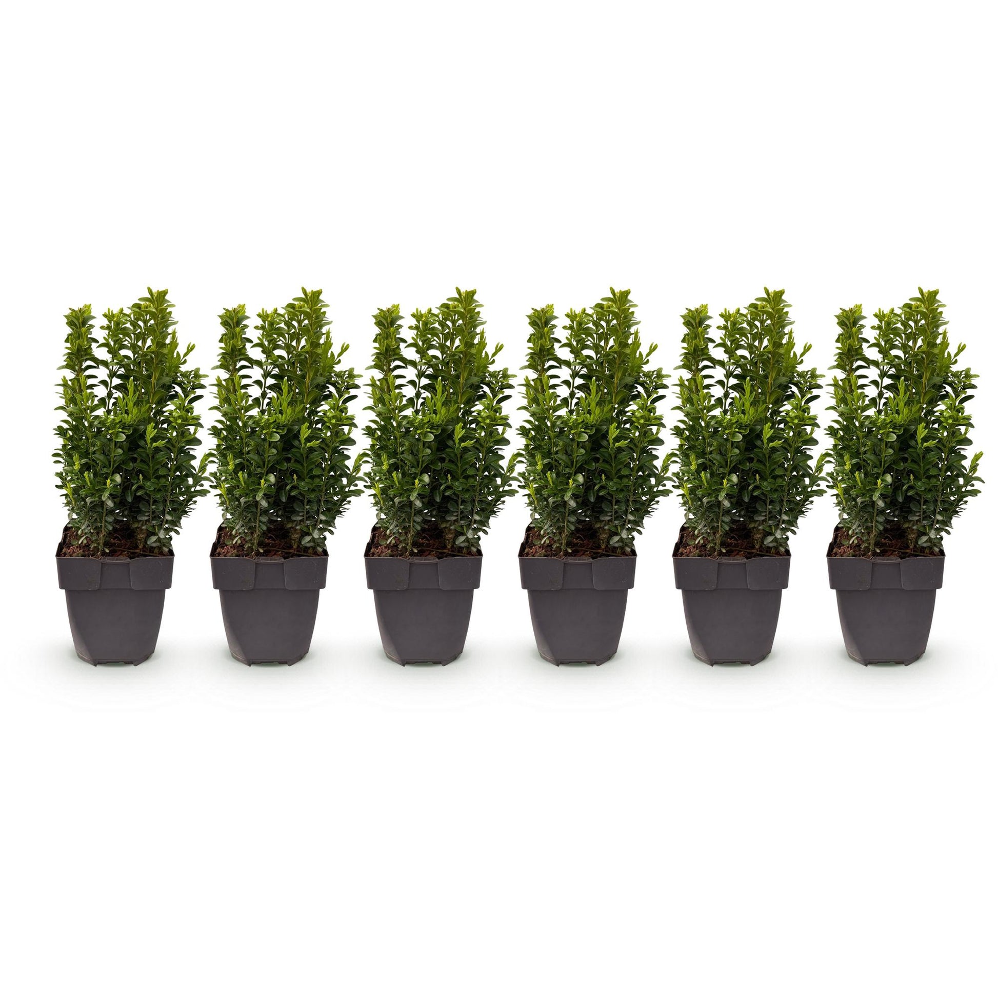 Buxus sempervirens : lot de 6 plantes en pot de 17 cm, hauteur 45 cm, sur fond blanc uni.